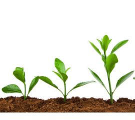 Стимуляторы Роста Растения и Плодов