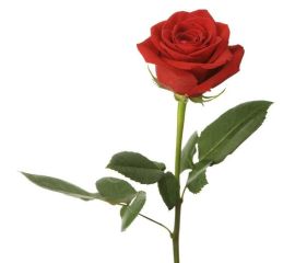 Розы Европейские