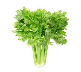 Сельдерей и Пастернак