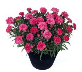 Гвоздика травянка