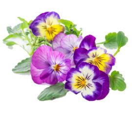 Виола, Фиалка, Анютины глазки