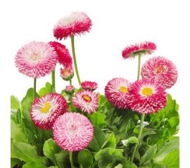 Маргаритка