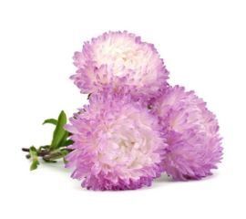 Астра Хризантема