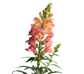 Львиный зев