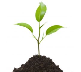 Удобрения для растений