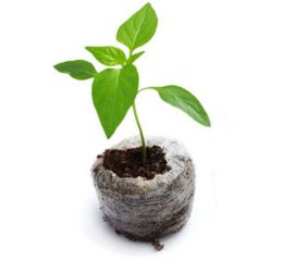 Торфяные таблетки