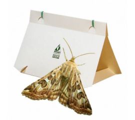 Ловушки, Клей