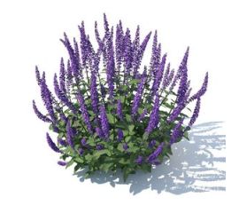 Многолетники