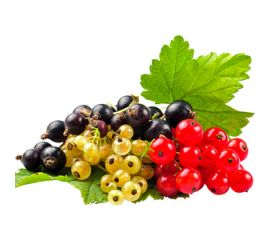 Смородина, йошта, крыжовник