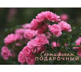 Идея для подарка