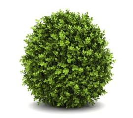 Декоративные кустарники