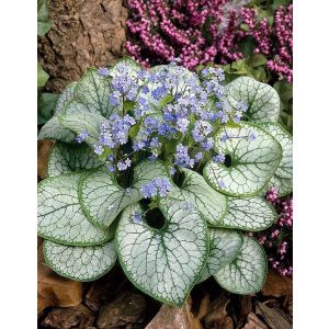 Бруннера крупнолистная Александр Грейт Р9