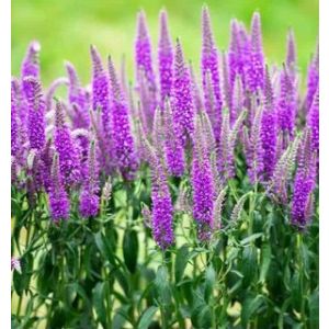 Вероника Ферст Матч Р9 (К)