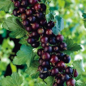 Смородино-крыжовниковый гибрид Йошта Крона С1