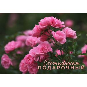 Подарочный сертификат