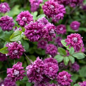 Клематис Пурпуреа Плена Элеанс С1