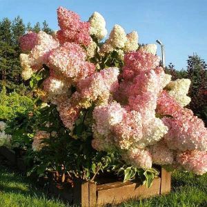 Гортензия метельчатая Фантом С1,6