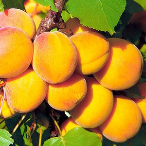 Абрикос Царский С4