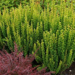 Барбарис Тунберга Эректа С2