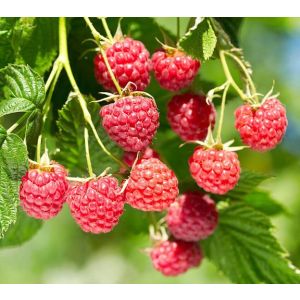 Малина Хейса С1,5