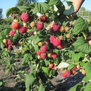 Малина Таруса С3 (весна)