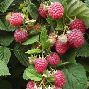 Малина Глен Ди С2 весна