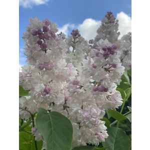 Сирень Красавица Москвы С1,6