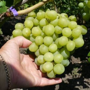 Виноград Валек 0,8