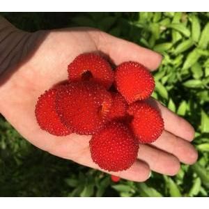 Малина Тибетская С2