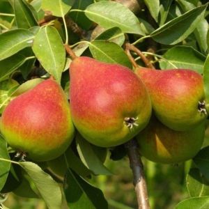 Груша Северянка Краснощекая С4 весна