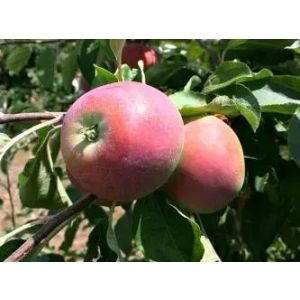 Яблоня Княжна С2