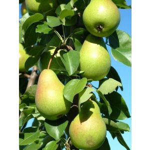 Груша Любимица Яковлева С4