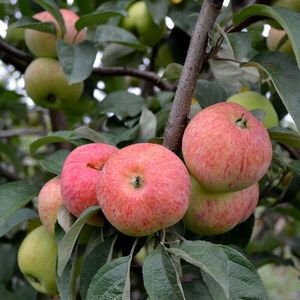 Яблоня Конфетное С4 весна