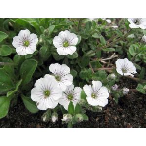 Гипсофила ясколковидная Р9 весна