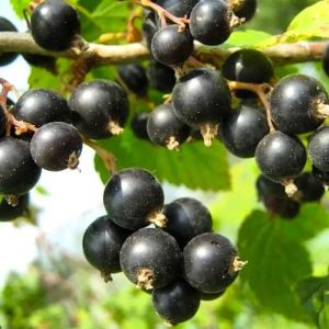 Смородина черная Багира С5 весна