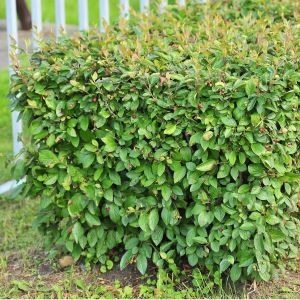 Кизильник блестящий С2