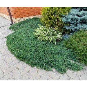 Можжевельник горизонтальный Вилтони С2