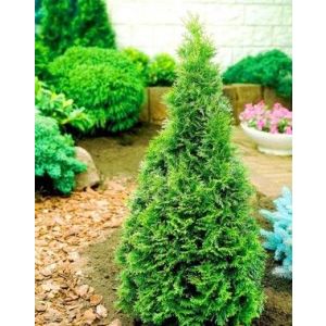 Туя западная Смарагд ЗКС 3 год, 2л