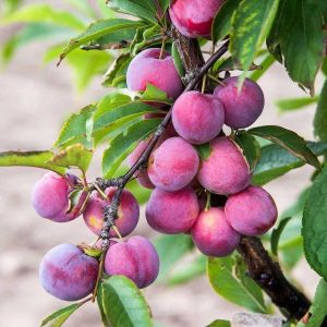 Слива Ананасная С2