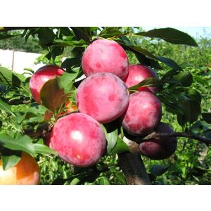 Слива краснолистная Голливуд С2