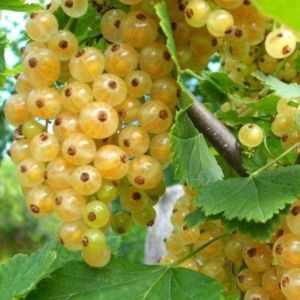 Смородина белая Баяна С3