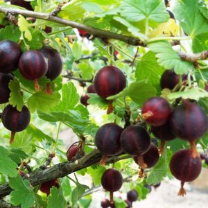 Крыжовник Командор 0,8л