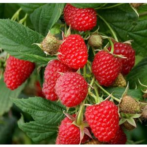 Малина рем. Полька 0.8л