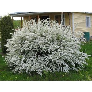 Спирея пепельная Грефшейм С2