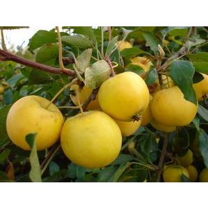 Яблоня Уральское наливное С2