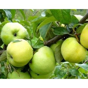 Яблоня Антоновка 1л