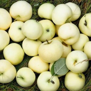 Яблоня Белый Налив С2