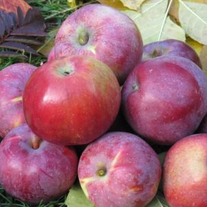 Яблоня поздняя Антей С10 мяг.уп