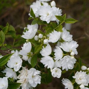 Чубушник Фрости Морн С3