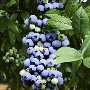 Голубика узколистная Топхэт С1,5